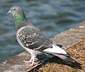 Calman-creige (Columba livia)