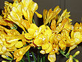 Freesia refracta (garden cultivar)