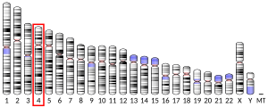 Chromosome 4 (human)