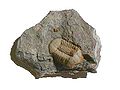 Forstenet trilobit Ductina vietnamica.