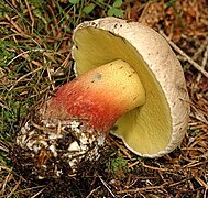 Le Bolet à beau pied (Caloboletus calopus), immangeable (amertume).