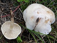 Le clitocybe blanchi (Clitocybe rivulosa).