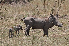 Female with young Etosha National park, Namibia