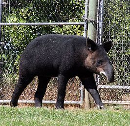 Bergtapir