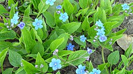 Pavasarinis poraitis (Omphalodes verna)