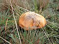 Suillus luteus