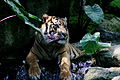 Sumatran tiger