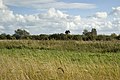 Image 1Wicken Fen, England. Grasses in the foreground are typical of a fen. (from Fen)