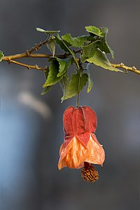 Abutilon × hybridum cultivar 'Patrick Synge' - flower