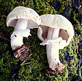 Agaricus albolutescens