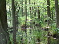 Image 15A black alder swamp in Germany (from Swamp)