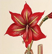 Hippeastrum correiense