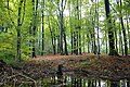 Kluisbos in Kluisbergen