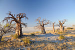 Makgadikgadi-Salzpfannen