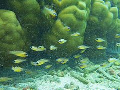 Poissons-cardinaux Ostorhinchus cyanosoma