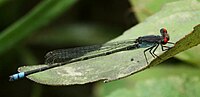 Thumbnail for Pseudagrion sublacteum