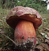 Rubroboletus legaliae, le Bolet chicorée, toxique.