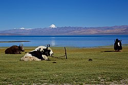 マーナサローワル湖畔のヤク。奥の尖った山峰はカイラス山