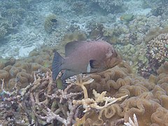 Un mérou à bouche rouge (Aethaloperca rogaa)