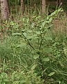 Atropa belladonna