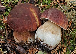 Boletus pinophilus, le Cèpe des pins.