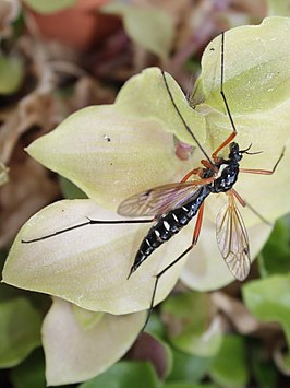 Ctenophora (Ctenophora) guttata