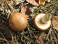 Suillus luteus