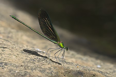 Neurobasis chinensis (ആൺതുമ്പി)