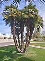 Very old clump of Chamaerops humilis in Phoenix, Arizona