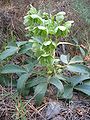 Helleborus argutifolius