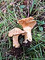 !!Lactarius mairei!!