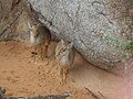 Parell de dic-dics de Kirk al Bioparc de València