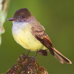 Tumšgalvas tirānmušķērājs (Myiarchus tuberculifer)