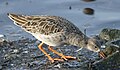 Kampfläufer (Philomachus pugnax) im Schlichtkleid