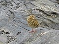 South Georgia pipit