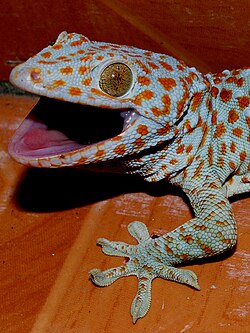 Toki gekons (Gekko gecko)