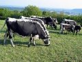 Am „Wolferskopf“ mit Blick in den Saargau