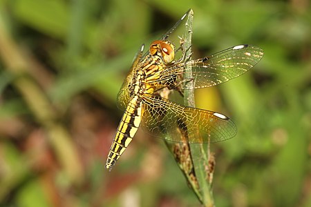 Palpopleura sexmaculata (പെൺതുമ്പി)