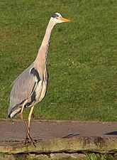 A grey heron (Ardea cinerea).