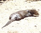 Loutre à longue queue