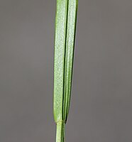 Gekield blad van knikkend parelgras