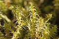 Bryophyte Rhytidiadelphus squarrosus