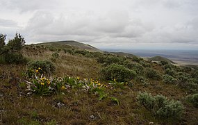 Die Saddle Mountains: Blick vom Hauptgrat nach Osten in das Wahluke Wildlife Refuge (Frühjahr 2007)