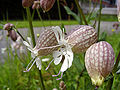 Paprastoji naktižiedė (Silene vulgaris)