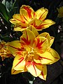 Tulip Monsella