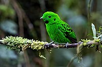 green bird with a black throat, ear patch, and speckling perched on branch