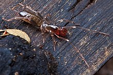 Hubbardia pentapeltis female.jpg