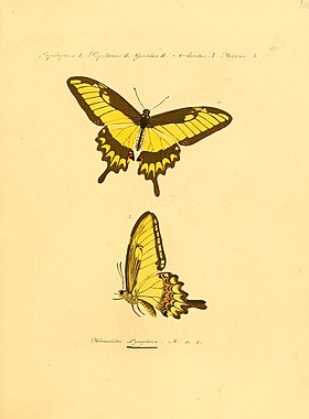 O macho de H. astyalus é o par de borboletas, em vista superior e inferior (pousada), nesta ilustração do ano de 1821 feita por Jakob Hübner.[2]