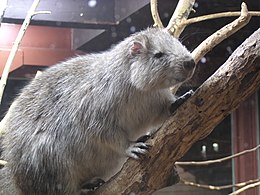 Hutia konga (Capromys pilorides)