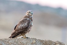 Long-legged Buzzard (24521858347).jpg